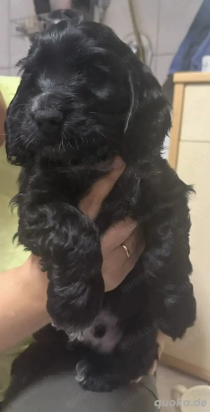 Cocker-Spaniel-Welpen zu verkaufen 
