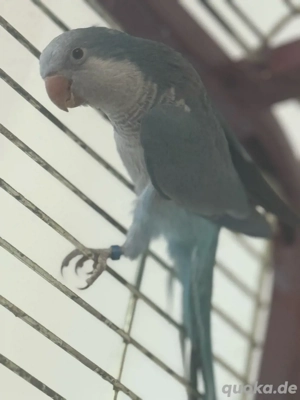 Mönchsittich-Paar   | Albino   + Blau 