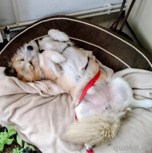 kleiner Rüde sucht für-immer-Zuhause Bild 6