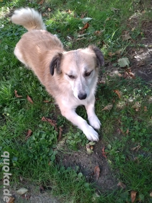 kleiner Rüde sucht für-immer-Zuhause Bild 7