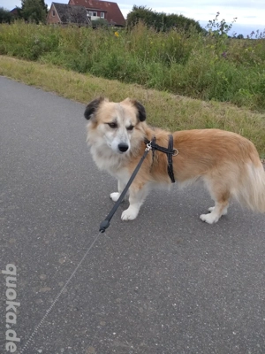 kleiner Rüde sucht für-immer-Zuhause Bild 5