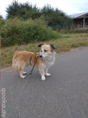 kleiner Rüde sucht für-immer-Zuhause Bild 8