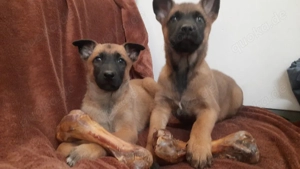 Malinois Welpen Belgischer Schäferhund