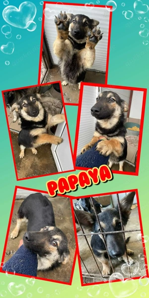 zauberhaftes Welpenmädchen "Papaya" ist auf der Suche nach einer Familie
