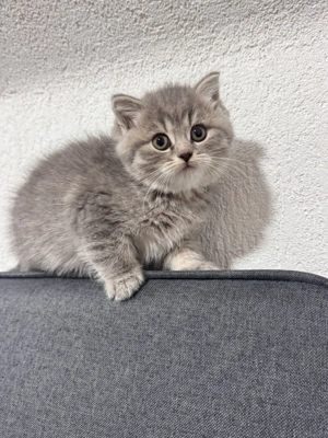 Wunderschöne British Shorthair Kitten   2,5 Monate alt