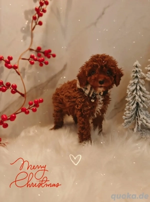 Toypudel zwergpudel Pudel 