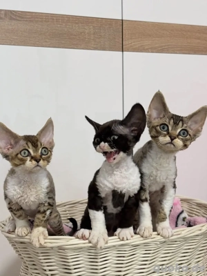Devon Rex-Kätzchen suchen ein neues Zuhause