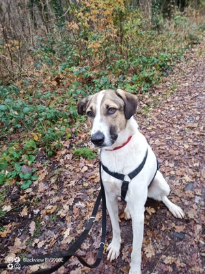   Jaro - ein bisschen mehr Hund! Bild 2