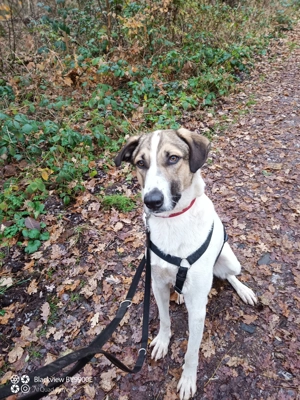   Jaro - ein bisschen mehr Hund! Bild 3