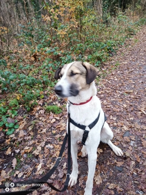   Jaro - ein bisschen mehr Hund! Bild 4