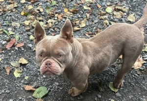 American Bully Micro exotik