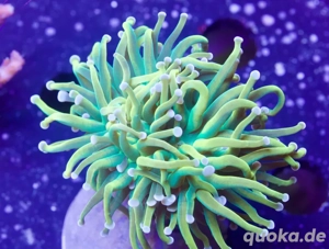 Nachzucht Banana Torch Euphyllia LPS Korallen Meerwasser Ableger Bild 2