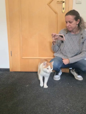 Motanel sucht Schmusefrauchen Bild 5