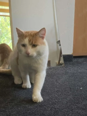 Motanel sucht Schmusefrauchen