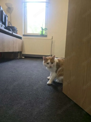 Motanel sucht Schmusefrauchen Bild 2