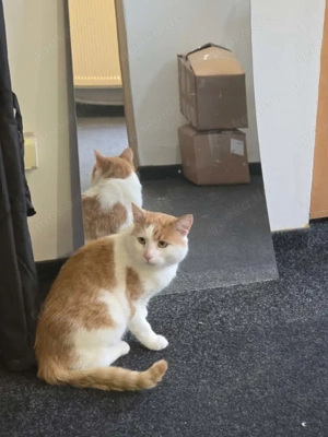 Motanel sucht Schmusefrauchen Bild 3