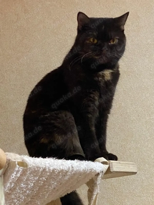 Matahari   besondere Katze in verantwortungsvolle Hände abzugeben Bild 2