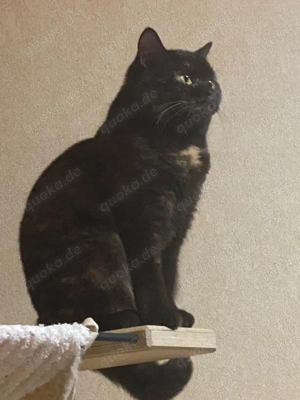 Matahari   besondere Katze in verantwortungsvolle Hände abzugeben Bild 3