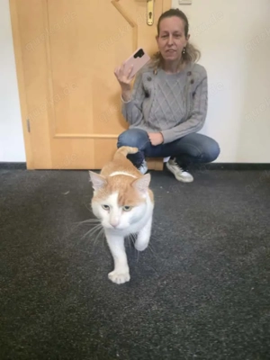 Motanel sucht Schmusefrauchen Bild 10