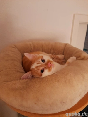 MainCoon Mix Babykätzchen Kitten Katzenbabys 