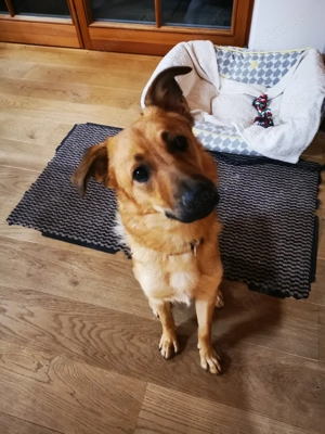 DRINGEND! Sehr liebe, freundliche, junge Hündin, Mischling Hund Bild 2