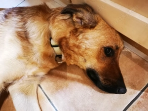 DRINGEND! Sehr liebe, freundliche, junge Hündin, Mischling Hund Bild 3