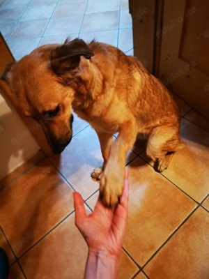 DRINGEND! Sehr liebe, freundliche, junge Hündin, Mischling Hund Bild 4