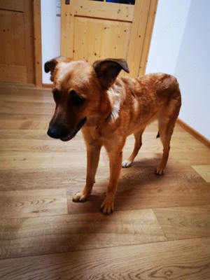 DRINGEND! Sehr liebe, freundliche, junge Hündin, Mischling Hund Bild 5