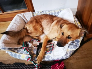 DRINGEND! Sehr liebe, freundliche, junge Hündin, Mischling Hund Bild 6