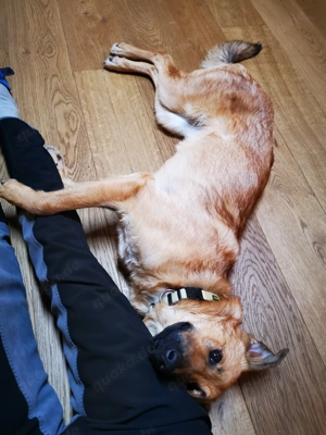 DRINGEND! Sehr liebe, freundliche, junge Hündin, Mischling Hund Bild 7