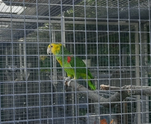 Doppelgelbkopfamazone Papagei Bild 2
