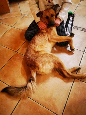 DRINGEND! Sehr liebe, freundliche, junge Hündin, Mischling Hund Bild 8