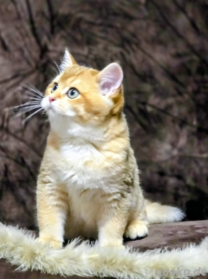 BKH Black-Golden-Shaded 