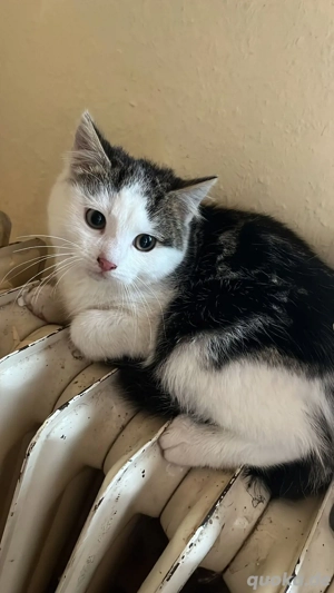 zwei kasstrierte kater 