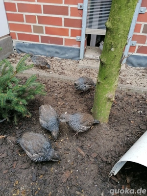 Blauschuppenwachtel, Blauschuppenwachteln, Wachteln, Wachtel, Blauschuppen wachtel