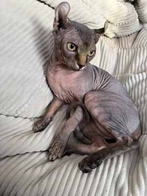 Deckkater Sphynx Elf, Canadian