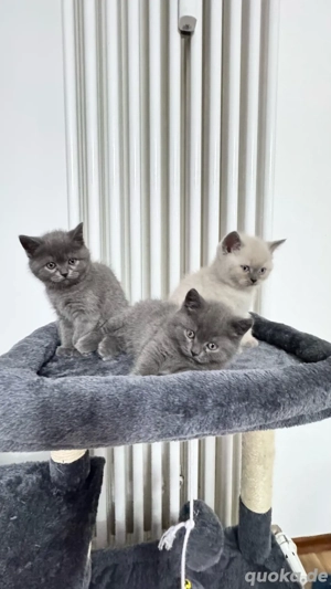 Reinrassig  Britisch Kurz Haar Babys