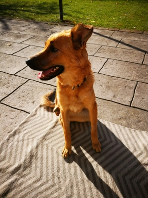 DRINGEND! Sehr liebe, freundliche, junge Hündin, Mischling Hund Bild 9