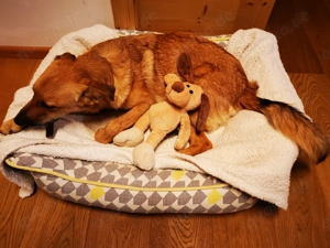 DRINGEND! Sehr liebe, freundliche, junge Hündin, Mischling Hund Bild 10