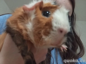 Meerschweinchen (männlich) sucht neues Zuhause   