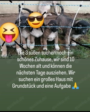  Kangal Bucovina mix Welpen 10 Wochen suchen bald ein neues Zuhause 