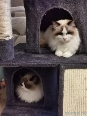 Ragdoll Kitten mit Stammbaum  ab sofort  