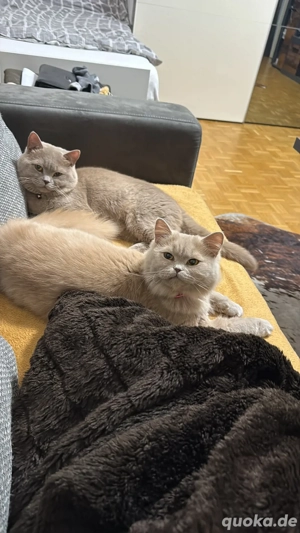 Britsche kurz langhaar katzen 