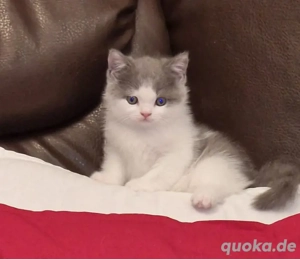 britisch kurzhaar kitten 