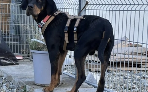 Baki wartet auf seine Familie Bild 4