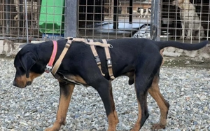 Baki wartet auf seine Familie Bild 3