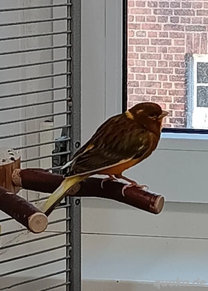 Kanarienvogel 