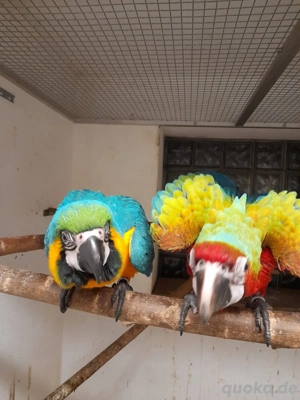 Gelbbrustara Hybrid Ara Jungtiere