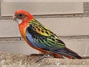 Rosella Mutationen 