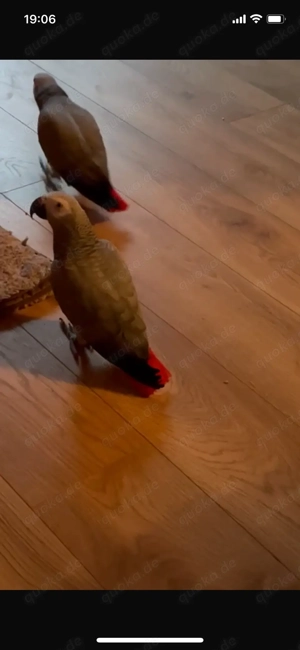 2 x Kongo Graupapageien 